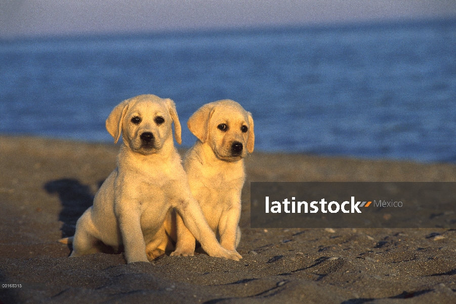 Amarillo dos cachorros de perro perdiguero de Labrador (Canis familiaris) sentados juntos en la play