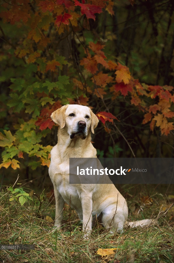 Amarillo adulto de perro perdiguero de Labrador (Canis familiaris) sentado entre el color del otoño 