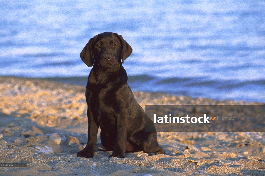 Cachorro negro perro perdiguero de Labrador (Canis familiaris) en la playa