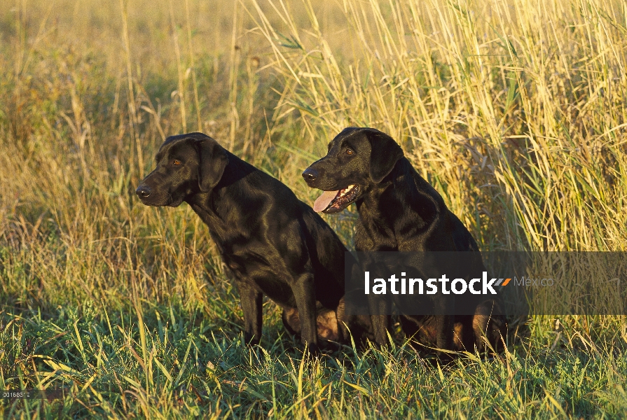 Negro perro perdiguero de Labrador (Canis familiaris) dos adultos sentados juntos en la hierba alta 