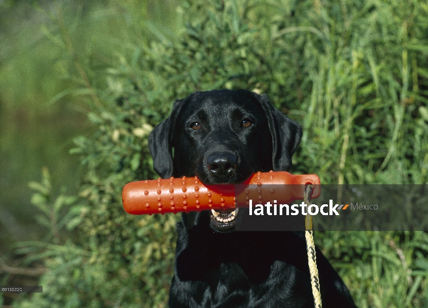 Negro perro perdiguero de Labrador (Canis familiaris) adulto con un maniquí de entrenamiento recuper