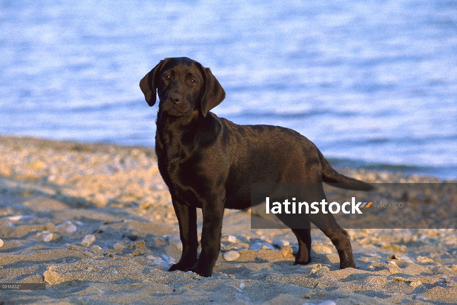 Cachorro negro perro perdiguero de Labrador (Canis familiaris) en la playa