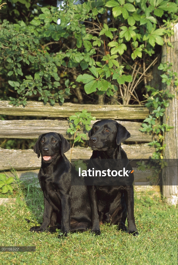 Negro perro perdiguero de Labrador (Canis familiaris) madre y cachorro sentados juntos