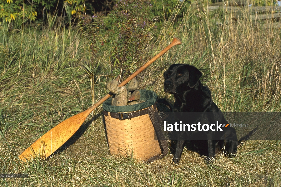 Negro perro perdiguero de Labrador (Canis familiaris) adulto con trampas del pato y Remo