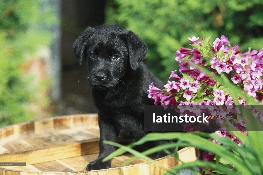 Negro perro perdiguero de Labrador (Canis familiaris) retrato de perrito sentado cerca de flores en 