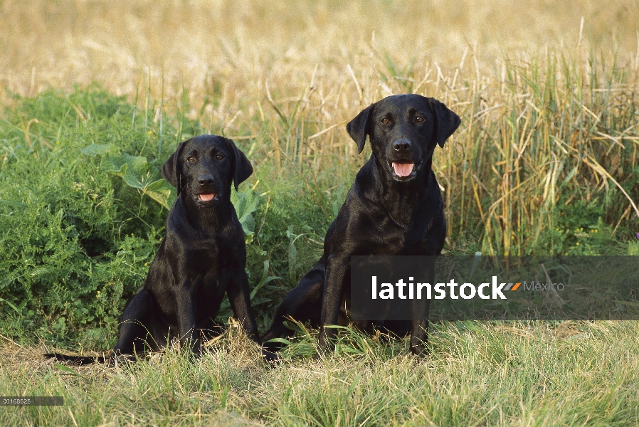 Negro perro perdiguero de Labrador (Canis familiaris) madre y cachorro sentados juntos