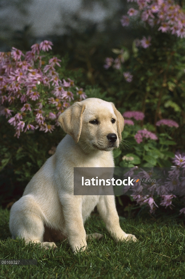 Amarillo retrato de perro perdiguero de Labrador (Canis familiaris) de un perrito sentado en medio d