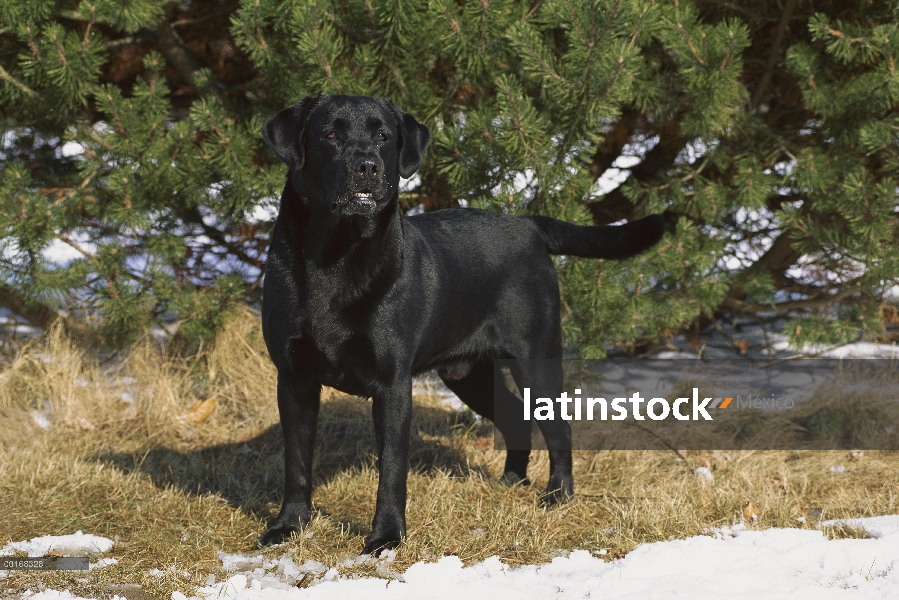 Retrato de cuerpo entero negro perro perdiguero de Labrador (Canis familiaris) de un macho adulto