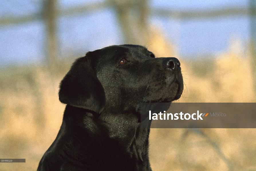 Primer plano retrato adulto negro perro perdiguero de Labrador (Canis familiaris)