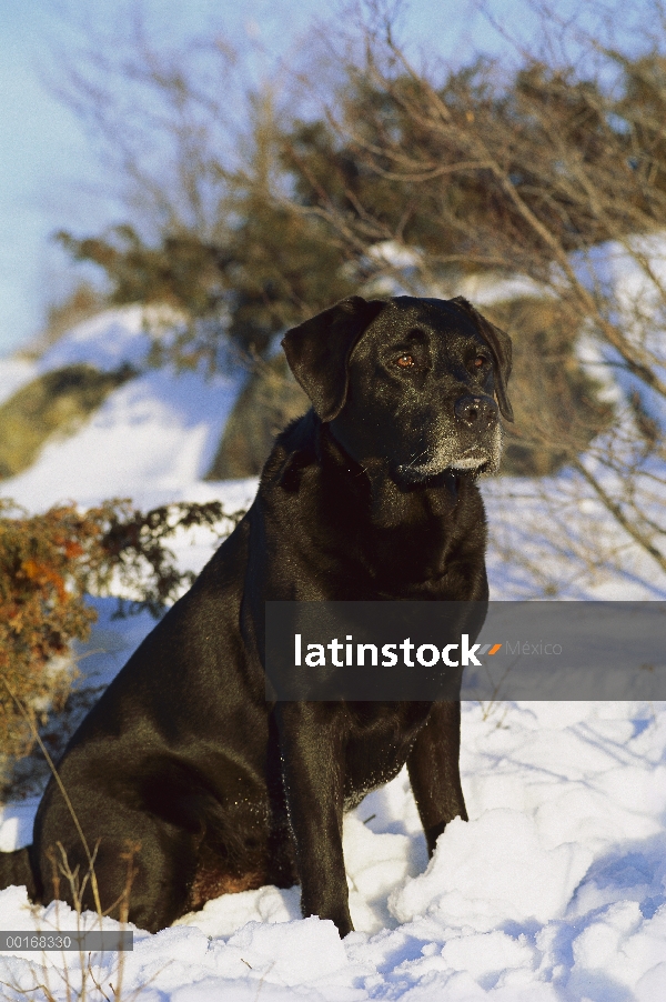 Negro perro perdiguero de Labrador (Canis familiaris) retrato de un adulto sentado en la nieve