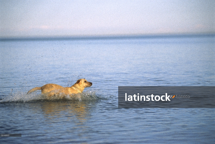 Amarillo perro perdiguero de Labrador (Canis familiaris) ejecutar en un lago para recuperar un jugue