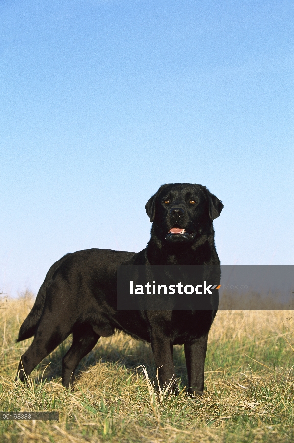 Retrato hombre adulto negro perro perdiguero de Labrador (Canis familiaris)