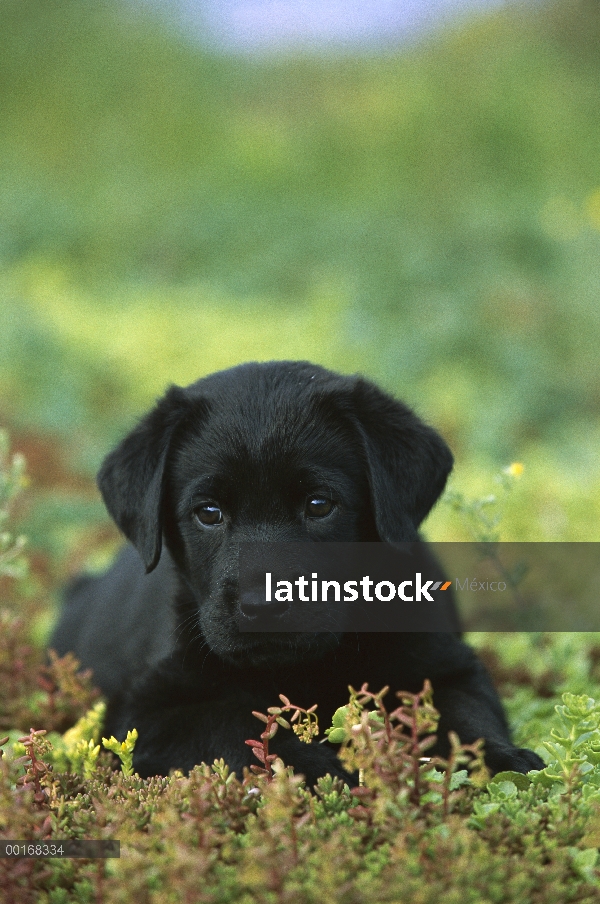 Negro perro perdiguero de Labrador (Canis familiaris) retrato de un cachorro