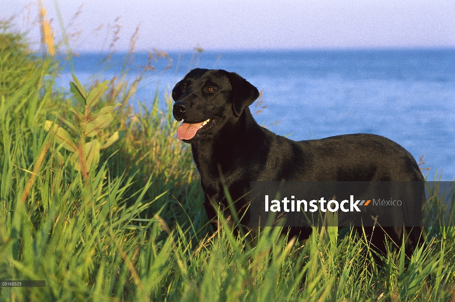 Retrato adulto negro perro perdiguero de Labrador (Canis familiaris) en lakeside