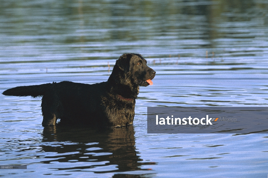 Negro perro perdiguero de Labrador (Canis familiaris) alerta adulto jugando en el lago