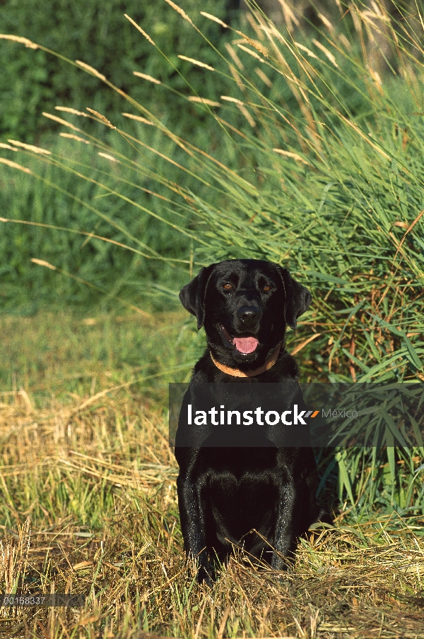 Negro perro perdiguero de Labrador (Canis familiaris) retrato de adultos lleva collar