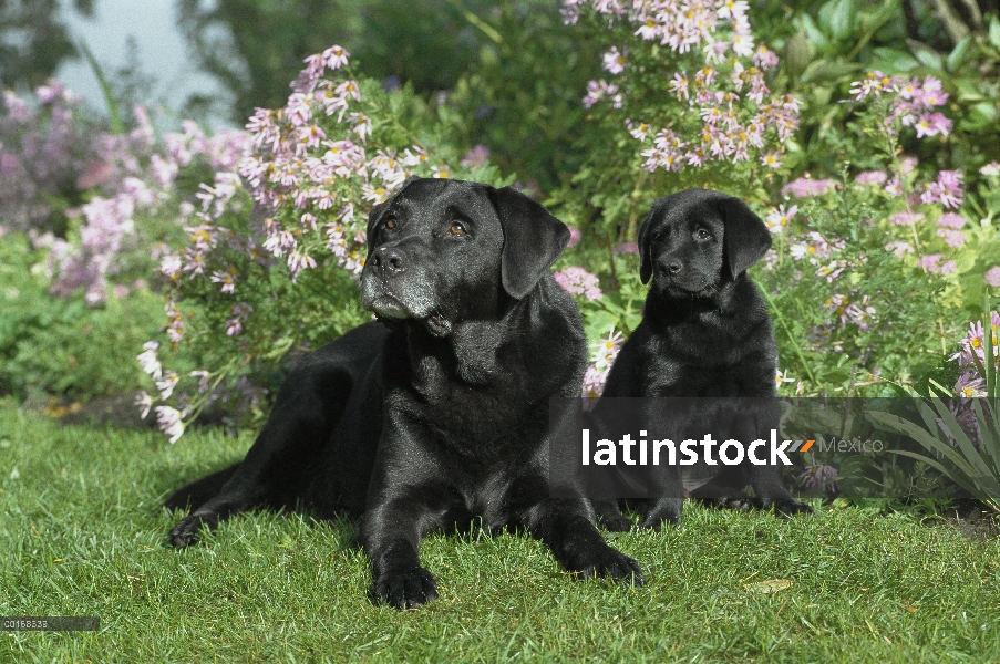 Negro perro perdiguero de Labrador (Canis familiaris) madre y cachorro descansando en el jardín