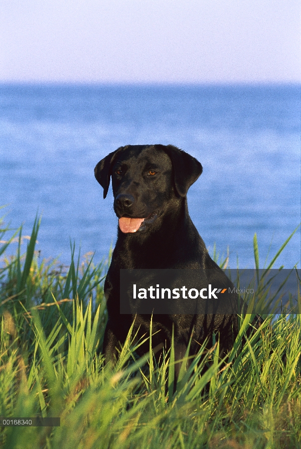 Negro perro perdiguero de Labrador (Canis familiaris) retrato adultos sentados en el pasto en el bor