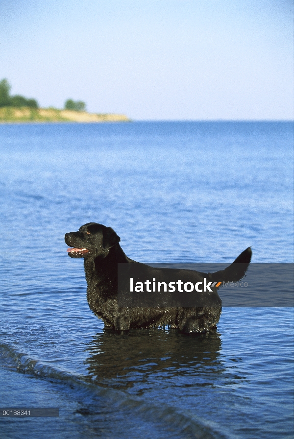 Pie adulto negro perro perdiguero de Labrador (Canis familiaris) en aguas del lago