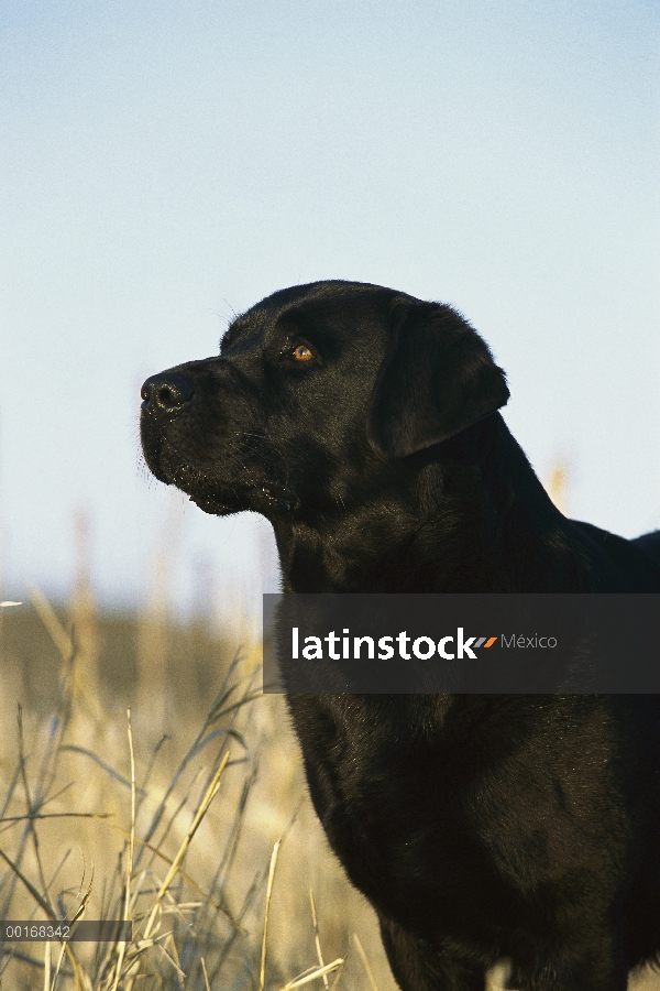 Negro perro perdiguero de Labrador (Canis familiaris) adultos retrato en perfil