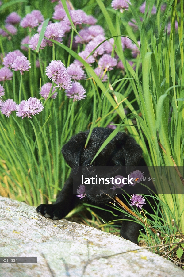 Cachorro negro perro perdiguero de Labrador (Canis familiaris) en un remiendo de la flor de cebollin