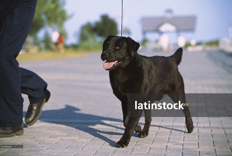 Negro perro perdiguero de Labrador (Canis familiaris) en un paseo con su dueño