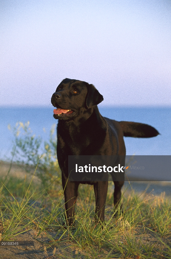 Retrato de adultos negro perro perdiguero de Labrador (Canis familiaris)