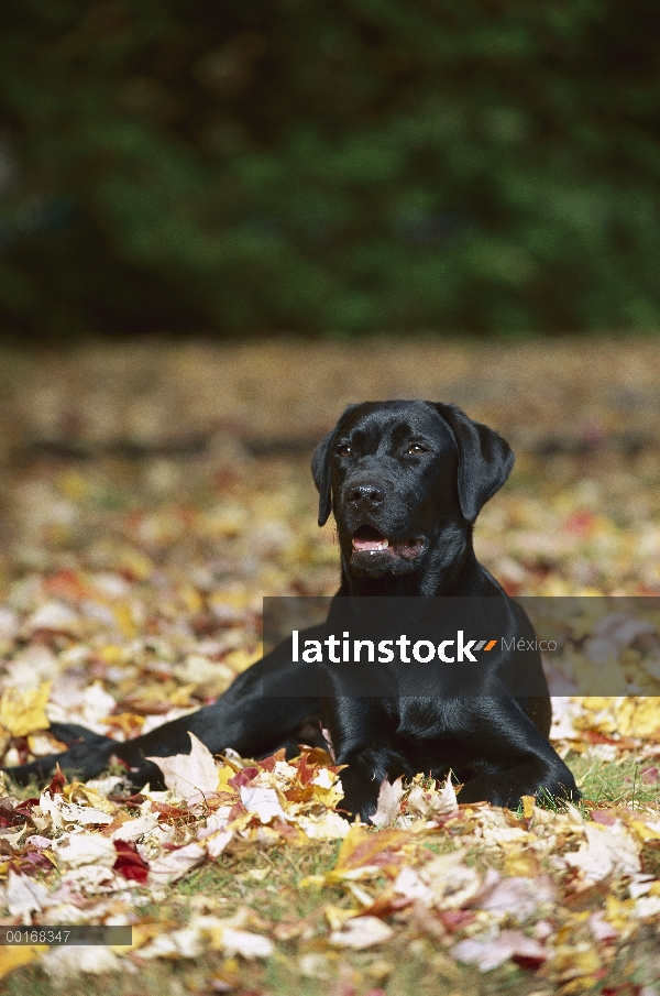 Negro perro perdiguero de Labrador (Canis familiaris) adulto descansando en otoño caído las hojas