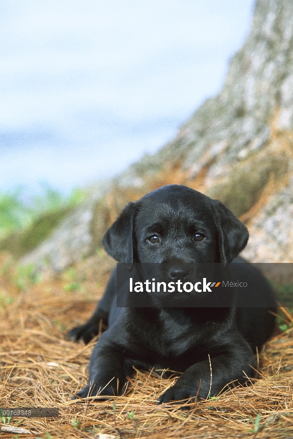 Cachorro negro perro perdiguero de Labrador (Canis familiaris) colocación de agujas de pino