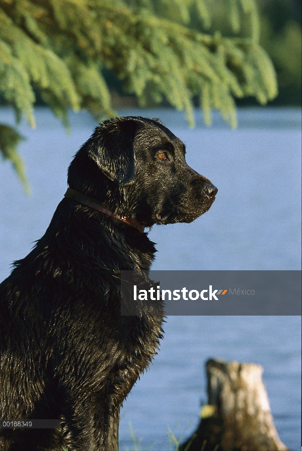 Negro perro perdiguero de Labrador (Canis familiaris) retrato de mojado perro adulto sentado en la o