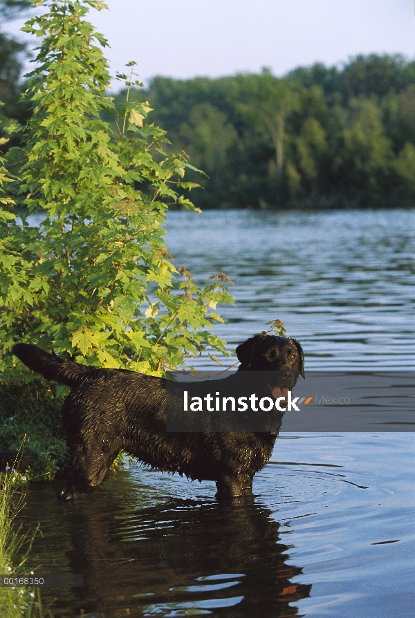 Perro adulto negro perro perdiguero de Labrador (Canis familiaris), vadeando en el lago