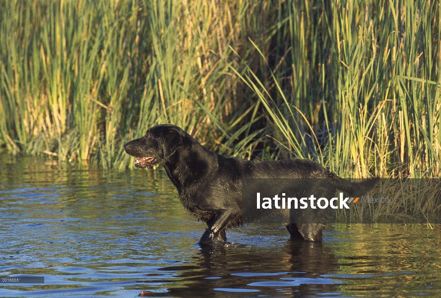 Negro perro perdiguero de Labrador (Canis familiaris) pie macho adulto en el agua de pantanos poco p