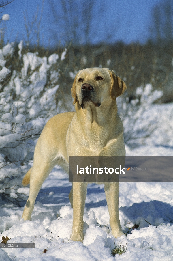 Amarillo perro perdiguero de Labrador (Canis familiaris) retrato masculino adulto de pie en la nieve