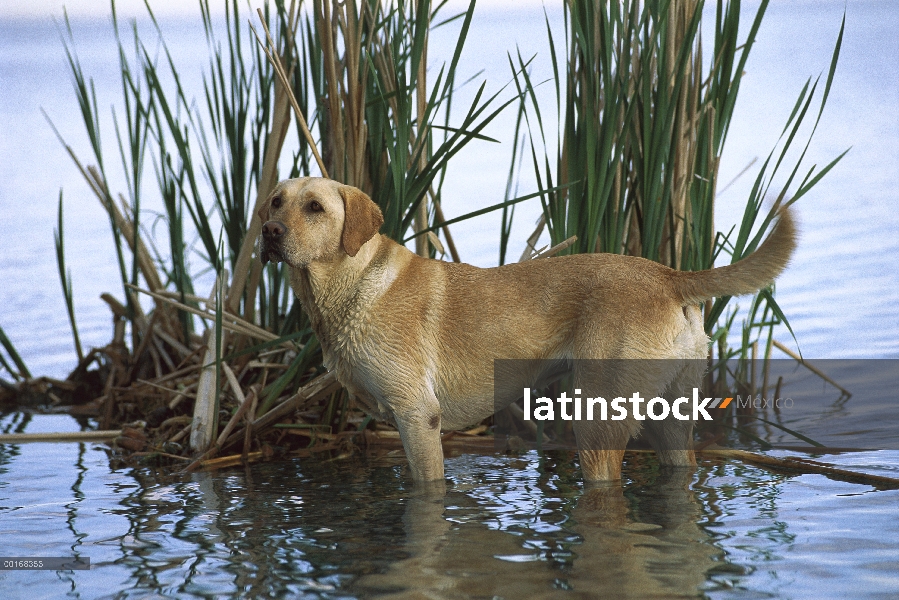 Amarillo retrato de perro perdiguero de Labrador (Canis familiaris) de pie perro adulto en agua poco