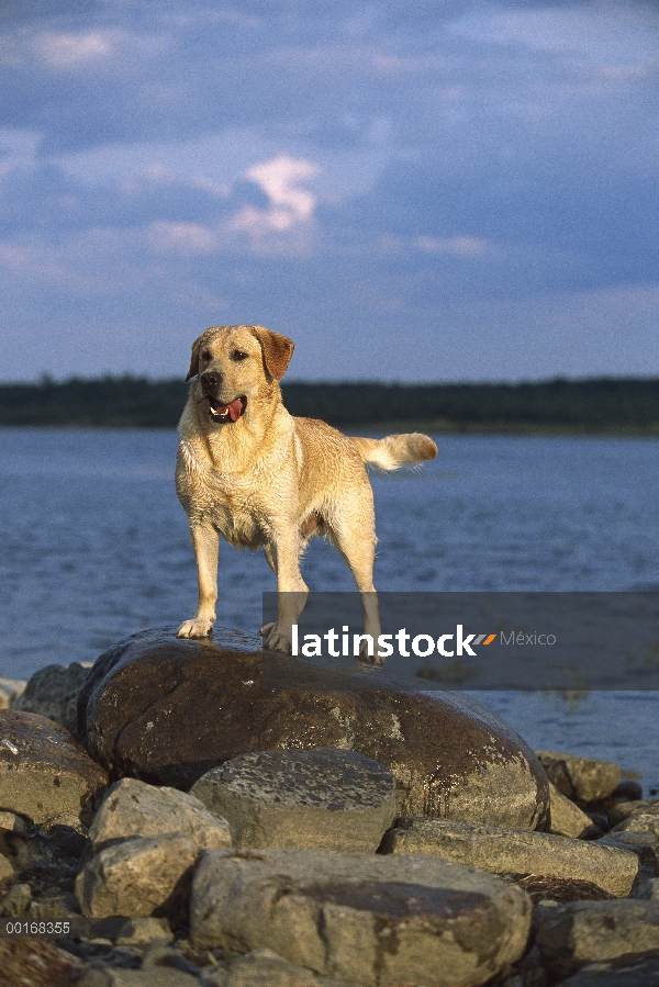 Amarillo retrato de perro perdiguero de Labrador (Canis familiaris) de pie perro adulto en rocas