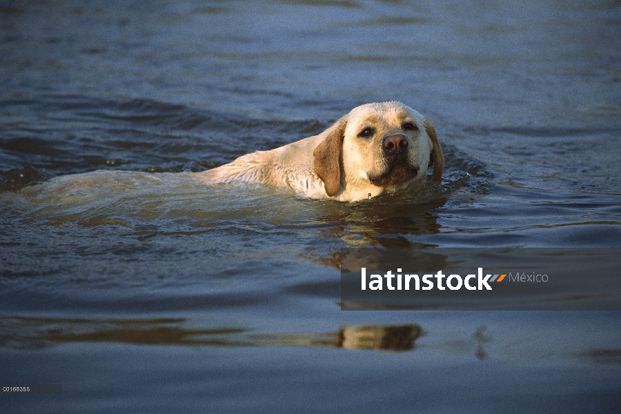 Amarillo adulto de perro perdiguero de Labrador (Canis familiaris) nadando en el agua