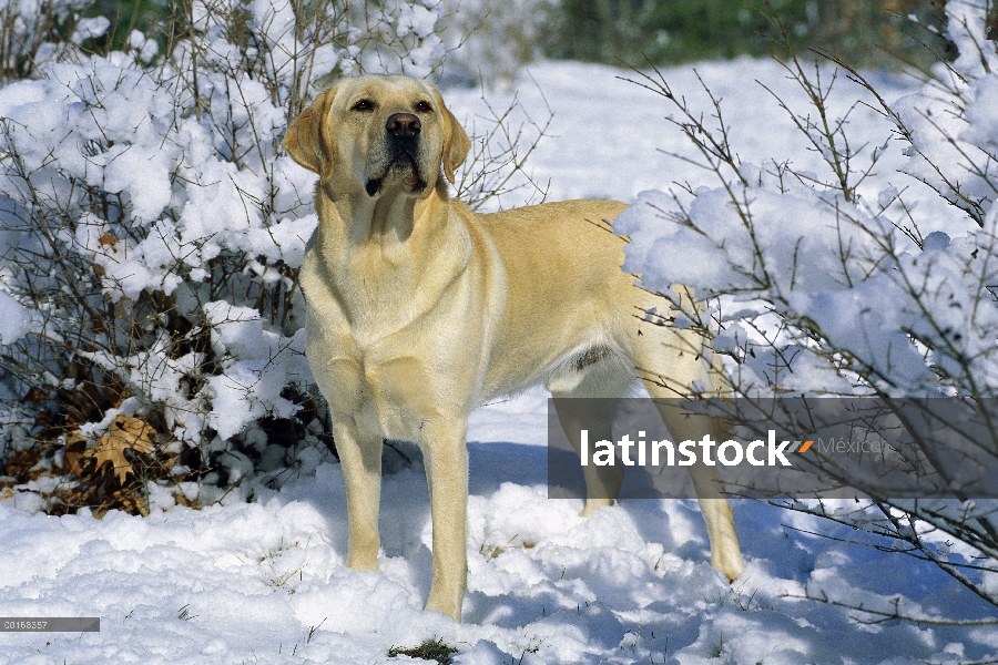 Amarillo perro perdiguero de Labrador (Canis familiaris) retrato masculino adulto de pie en la nieve