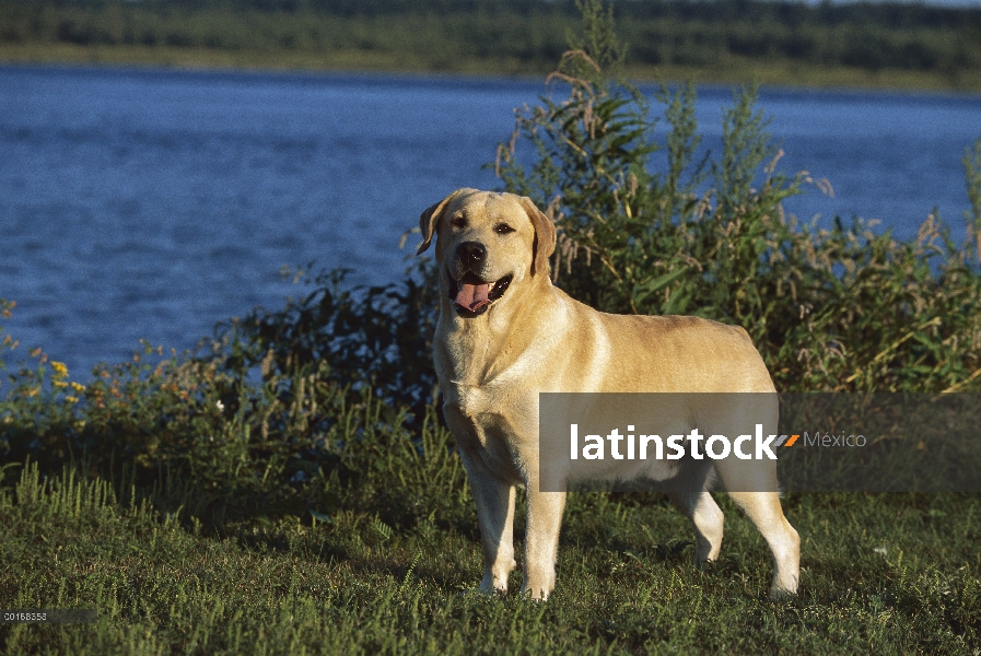 Amarillo retrato de perro perdiguero de Labrador (Canis familiaris) de pie perro hembra adulto de a 