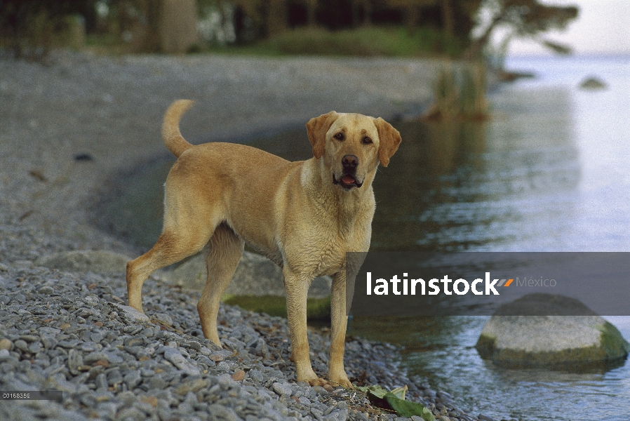 Amarillo retrato de perro perdiguero de Labrador (Canis familiaris) de pie perro hembra adulto de a 