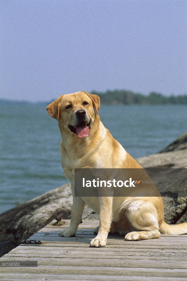 Amarillo perro perdiguero de Labrador (Canis familiaris) retrato de perro adulto sentado en el muell