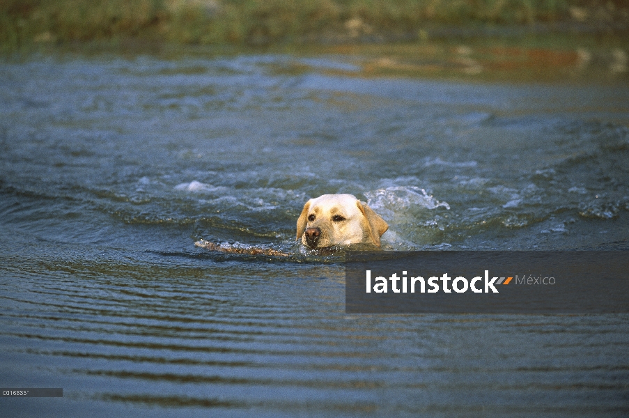 Amarillo adulto perro perdiguero de Labrador (Canis familiaris) nadando en el agua para recuperar el