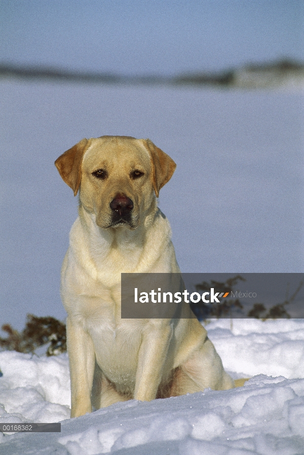 Amarillo retrato adulto de perro perdiguero de Labrador (Canis familiaris) sentado en la nieve