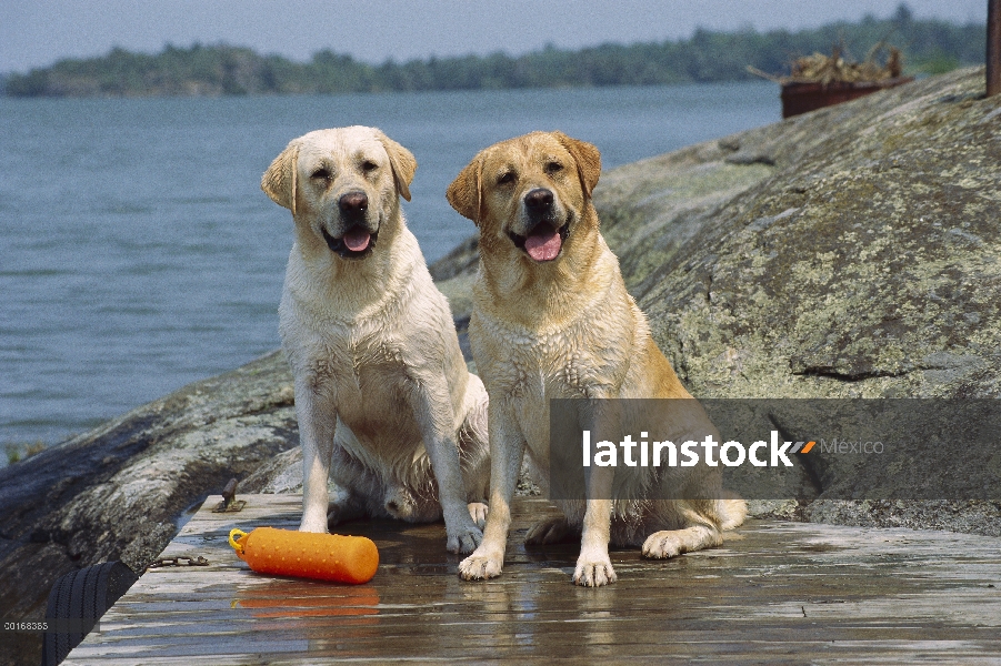 Amarillo perro perdiguero de Labrador (Canis familiaris) dos adultos sentados en el muelle con jugue