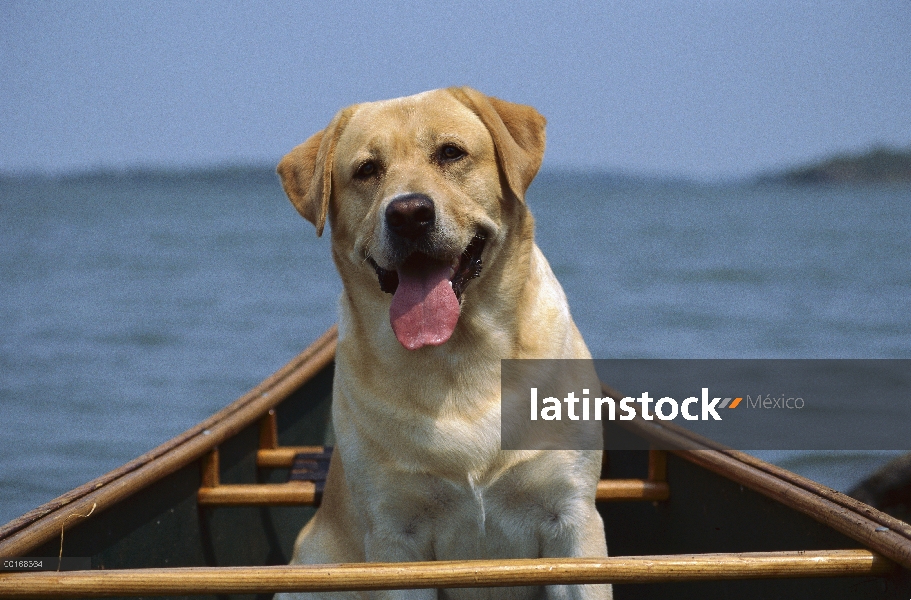 Amarillo adulto de perro perdiguero de Labrador (Canis familiaris) va para un paseo en canoa