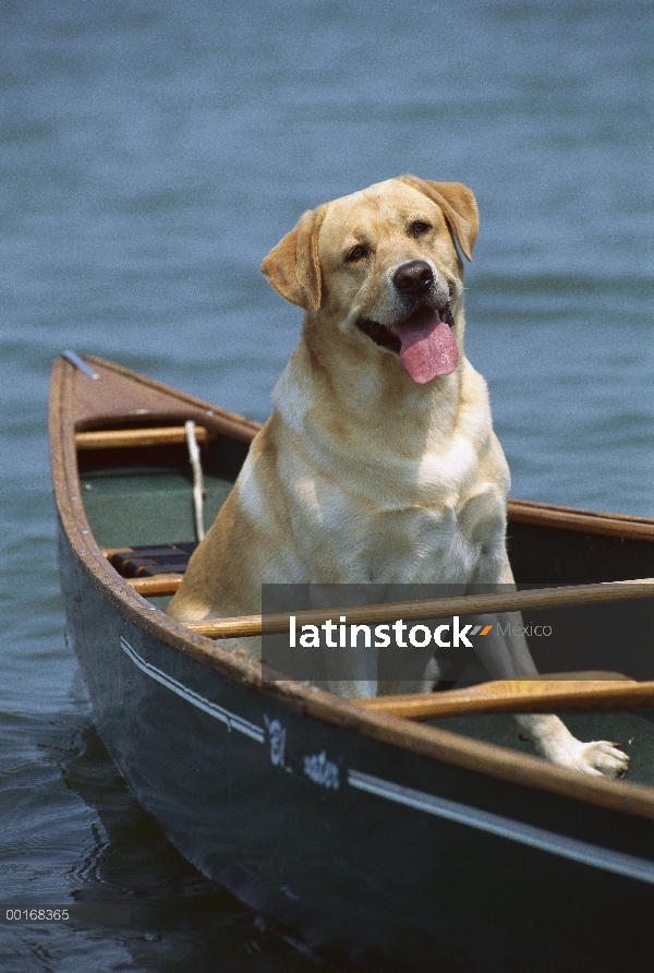 Amarillo adulto de perro perdiguero de Labrador (Canis familiaris) va para un paseo en canoa