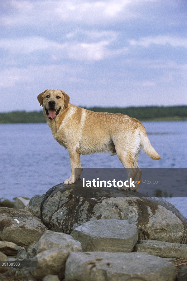 Amarillo retrato de perro perdiguero de Labrador (Canis familiaris) de pie perro adulto en rocas