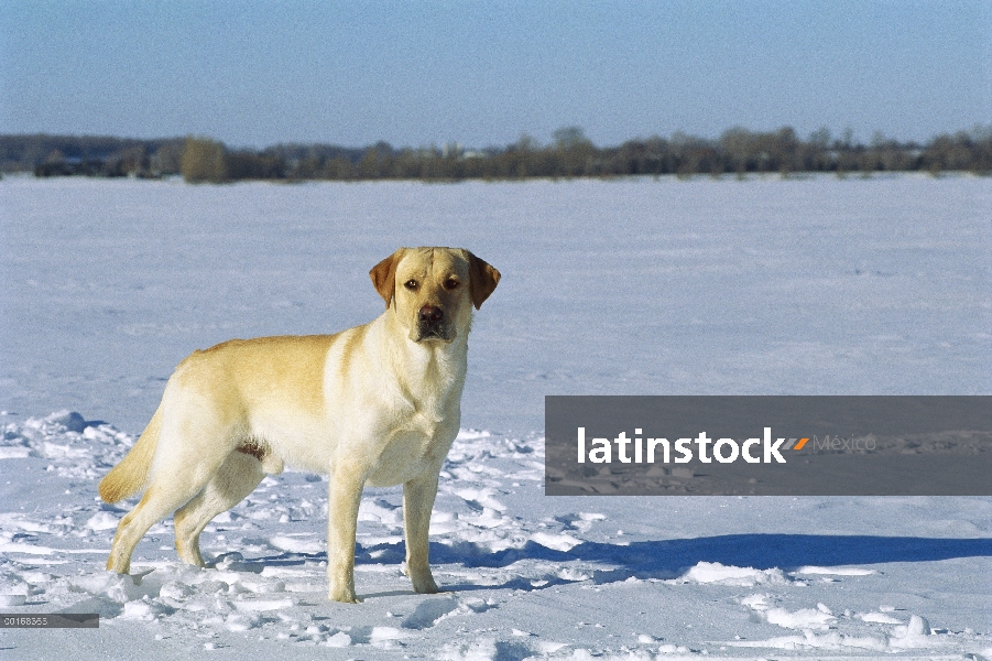 Amarillo perro perdiguero de Labrador (Canis familiaris) retrato masculino adulto de pie en la nieve