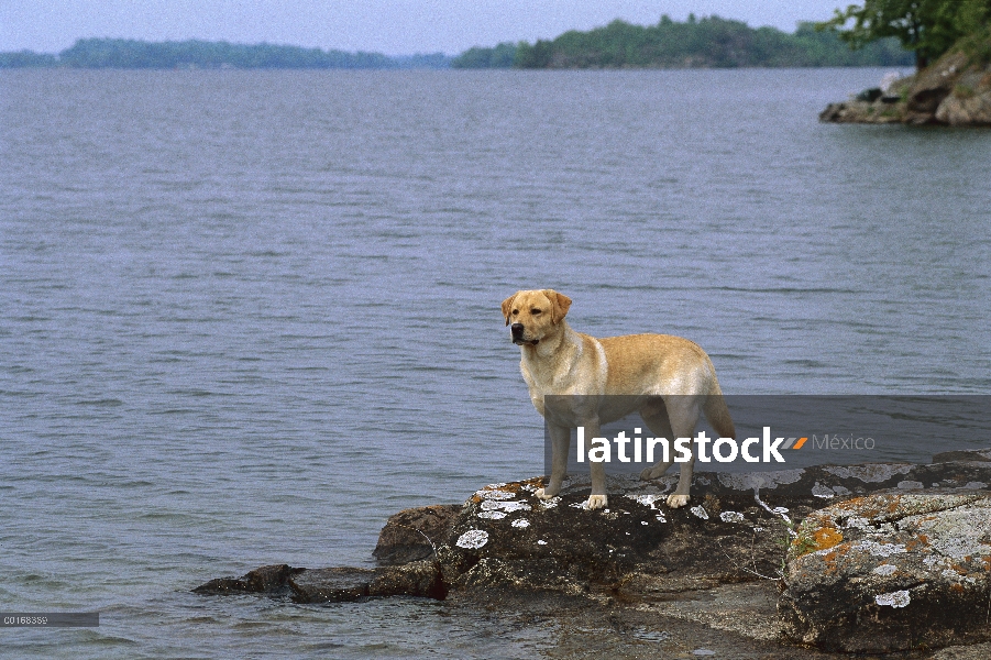 Amarillo retrato de perro perdiguero de Labrador (Canis familiaris) de pie perro macho adulto en la 