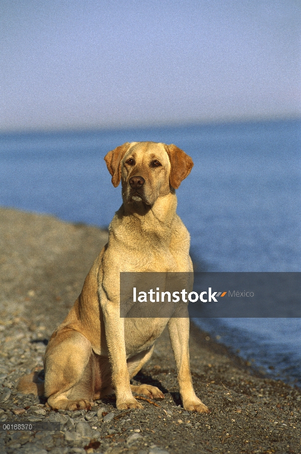 Amarillo retrato de perro perdiguero de Labrador (Canis familiaris) de perro adulto sentado en la or