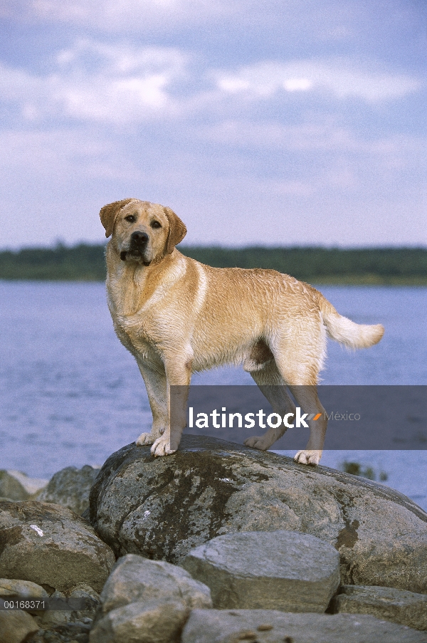 Amarillo retrato de perro perdiguero de Labrador (Canis familiaris) de pie perro macho adulto en roc